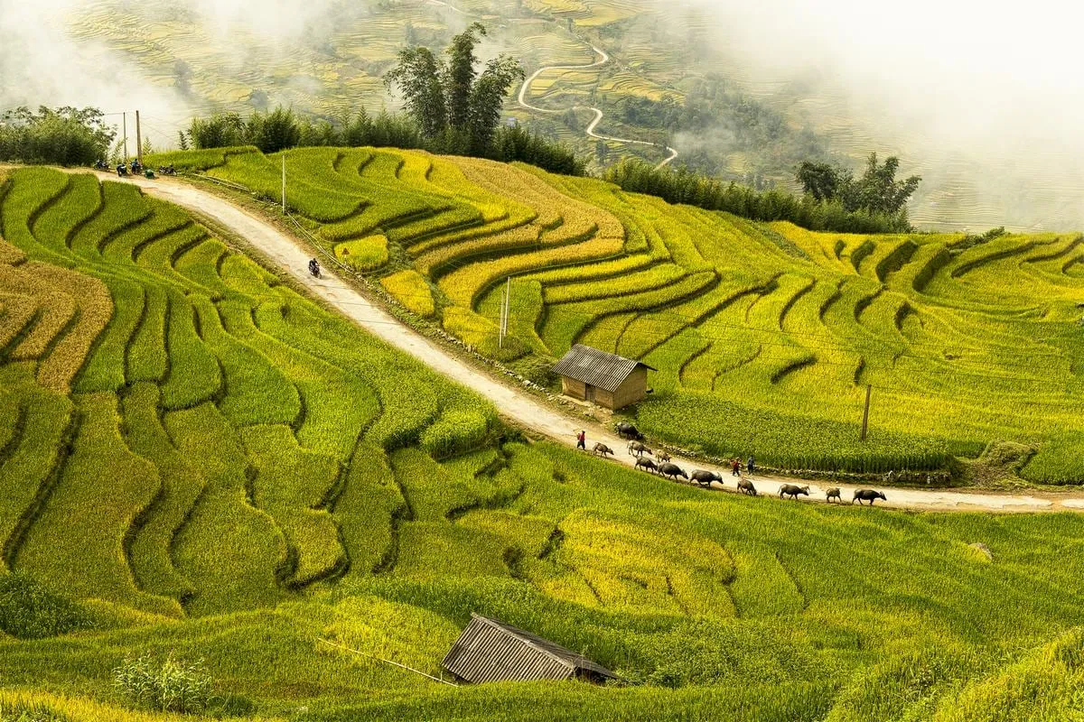 Reisterrassen in den Bergen um Sapa